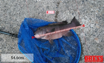 強いコブダイに会いに行く