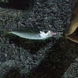 2019年4月19日釣行in岐志漁港