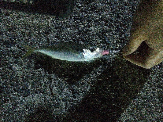 2019年4月19日釣行in岐志漁港