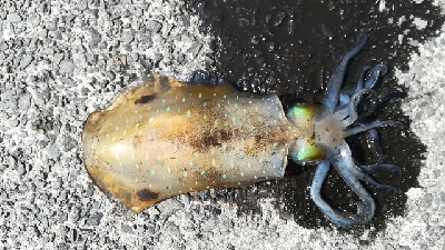 初めての春イカ