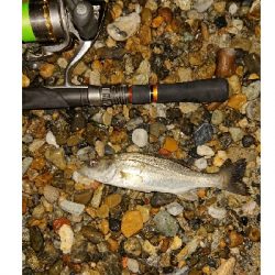 メバルが釣れない