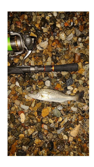 メバルが釣れない