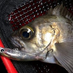 二見メバリング10