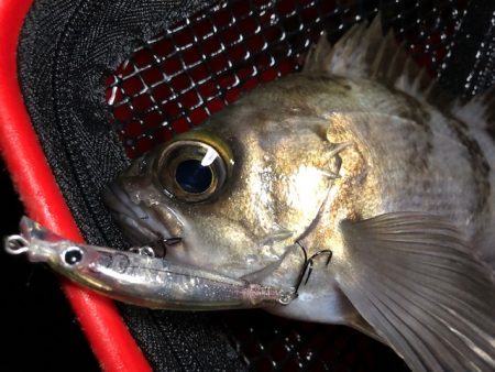 二見メバリング10