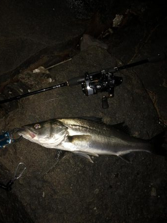 アジングのはずが…