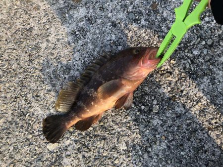 エギングでアコウ