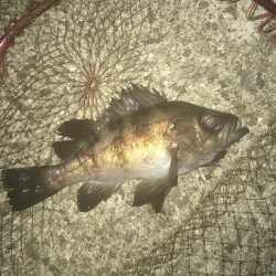 メバル・ガシラ