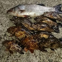 メバルはそろそろ終盤?