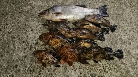 メバルはそろそろ終盤？