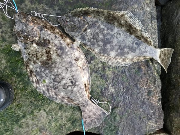 瀬戸内の岡山地域で2匹GET！