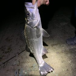 小鳴門メバリング