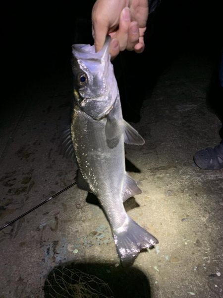 小鳴門メバリング