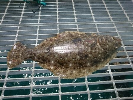 泳がせ釣りで自己記録更新ヒラメ52センチ