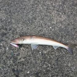 エソサン、サゴシサン