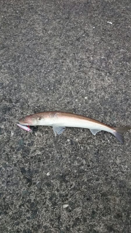 エソサン、サゴシサン