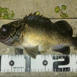 今日も尺メバル