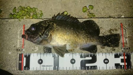 今日も尺メバル