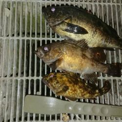 いつのと違うパターンで挑戦