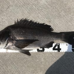 イチノ兄弟、釣果！