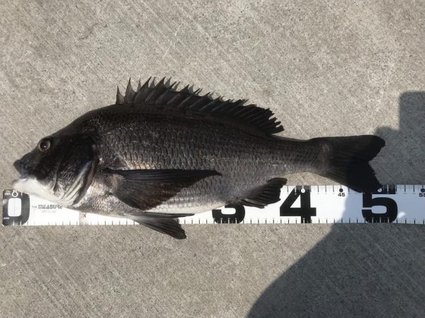 イチノ兄弟、釣果！