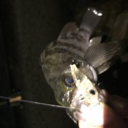 メバルプラッキング