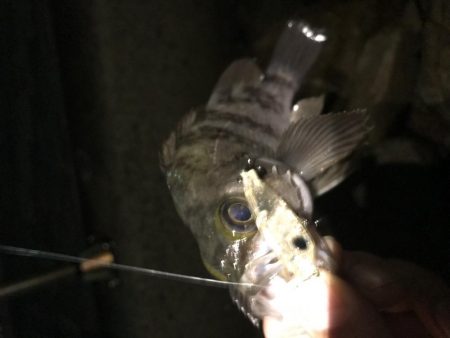 メバルプラッキング