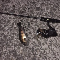 須磨メバリング