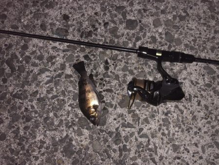 須磨メバリング