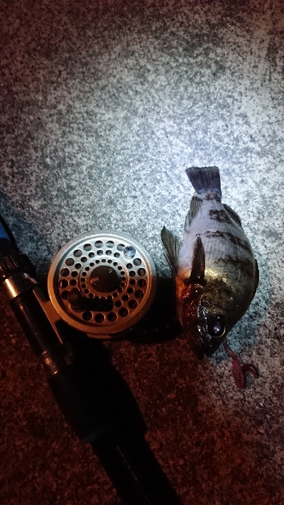 今年初の仕事終わりフィッシング