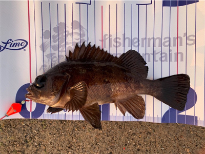 穴釣りで良型メバル