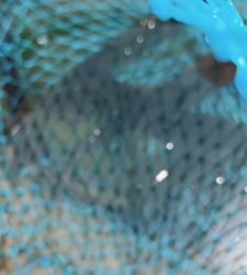 発光路の森フィシングエリア