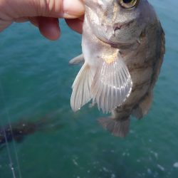 花粉も少なくなったので♪
