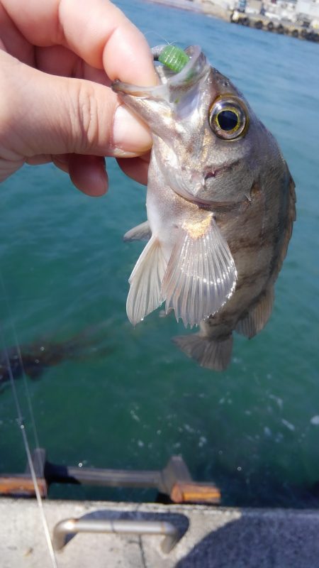 花粉も少なくなったので♪