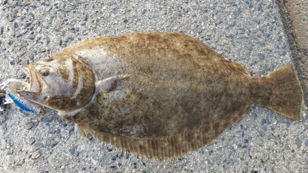 3月の岡山ヒラメ実釣！捕獲！