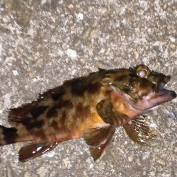 やっぱり・・・