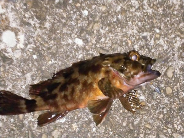 やっぱり･･･