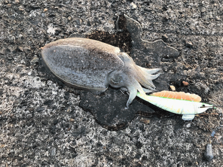 日本海コウイカエギング（2019-1）