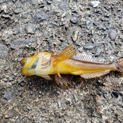 久しぶりの投げ釣り