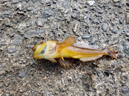 久しぶりの投げ釣り