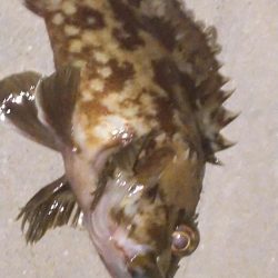 癒しのガッシー