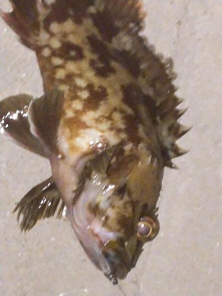 癒しのガッシー