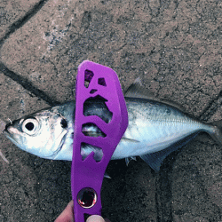 日本海アジング（2019-1）