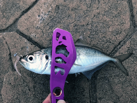 日本海アジング（2019-1）