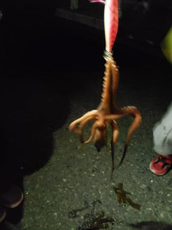 イカ釣りが･･･