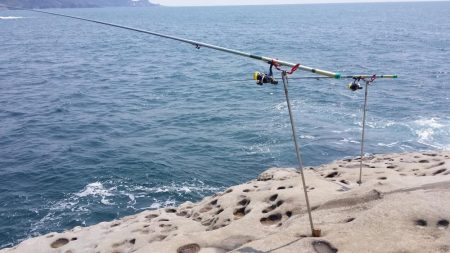 春イカ調査3日目