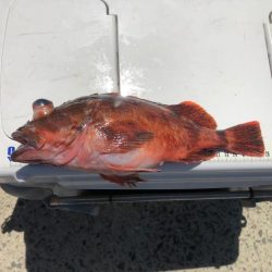 泉州丸で鯛の試し釣り