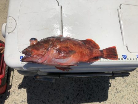 泉州丸で鯛の試し釣り