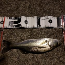 何とかボウズは逃れたが