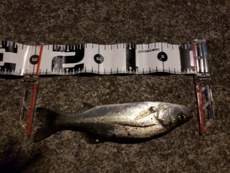 何とかボウズは逃れたが