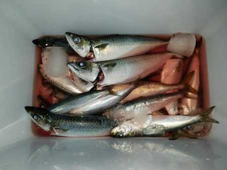 マイワシ22cm、サバ30cmオーバー、爆…